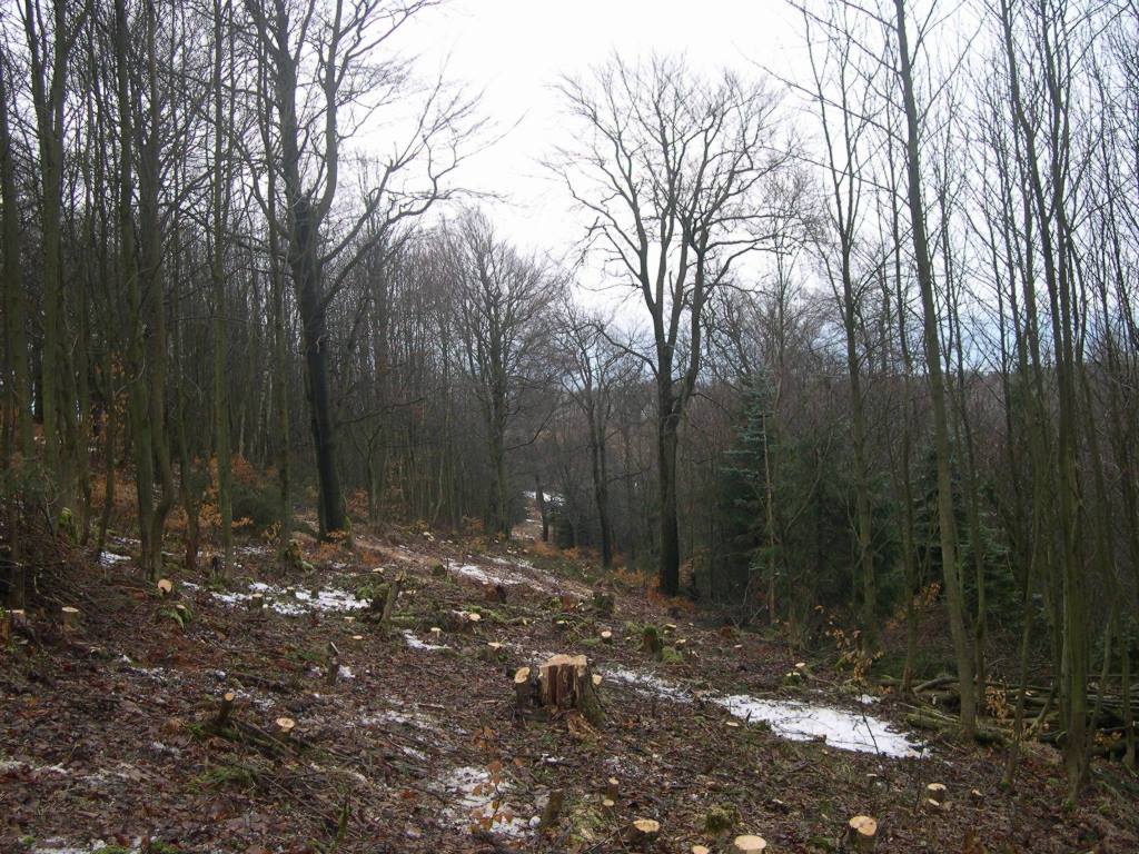 Weg zur Skipiste Cvicna Louka, Erzgebirge im Winter 2013